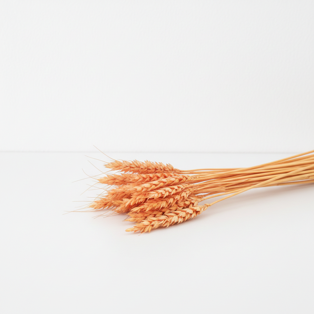 Sušená Pšenice oranžová